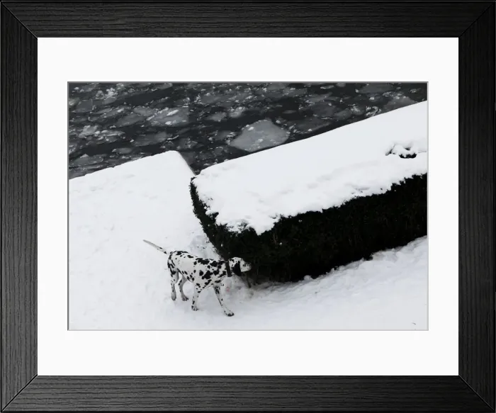Framed Print : A dalmatian dog sniffs a hedge at embankment of frozen river Spree in Berlin Framed Print : A dalmatian dog sniffs a hedge at embankment of frozen river Spree in Berlin