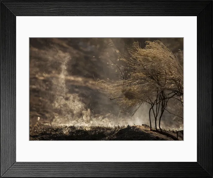 Framed Print : Earth that was charred by the Sleepy Hollow fire continues to smolder as temperatures Framed Print : Earth that was charred by the Sleepy Hollow fire continues to smolder as temperatures
