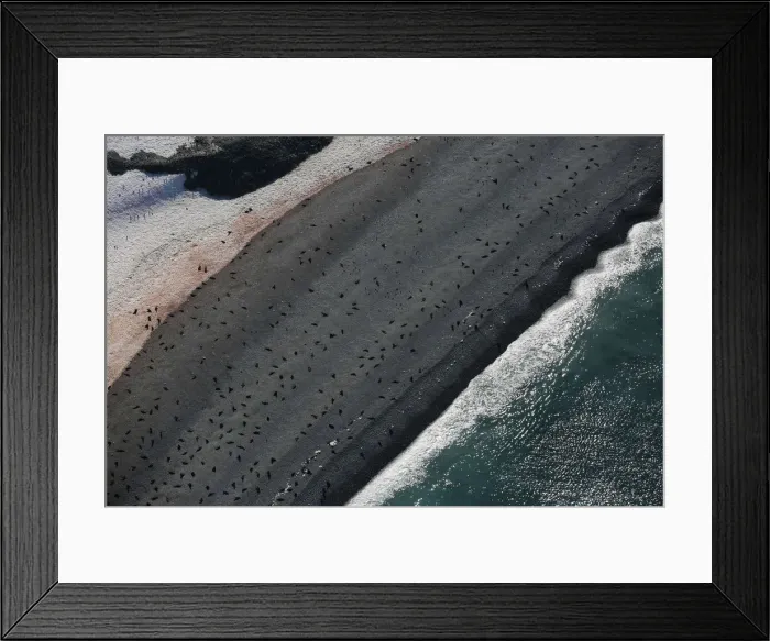 Framed Print : The Wider Image: Journey to Antarctica: seals, penguins and glacial beauty Framed Print : The Wider Image: Journey to Antarctica: seals, penguins and glacial beauty