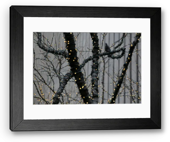 Framed Print : A pigeon sits in a tree among holiday lights on Sixth Avenue in Manhattan, New York Framed Print : A pigeon sits in a tree among holiday lights on Sixth Avenue in Manhattan, New York