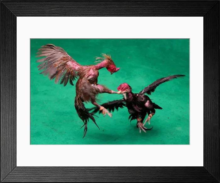 Framed Print : Roosters fight during a match with the highest cash reward of cockfighting in Thai Framed Print : Roosters fight during a match with the highest cash reward of cockfighting in Thai
