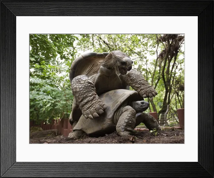 Framed Print : Two Aldabra giant tortoises mate at the Artis Zoo in Amsterdam Framed Print : Two Aldabra giant tortoises mate at the Artis Zoo in Amsterdam