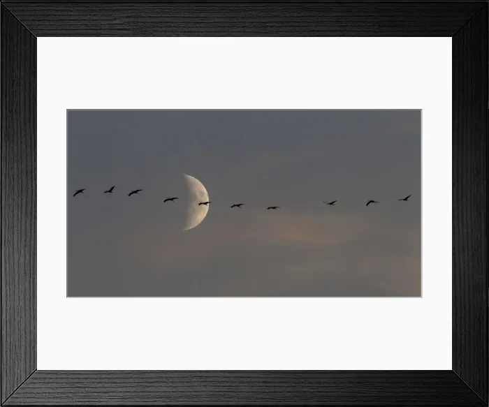 Framed Print : A flock of migrating cranes flies in front of the moon in Linum near Berlin