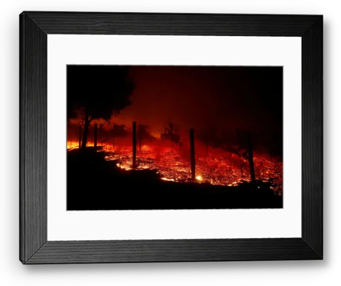 Framed Print : A vineyard burns overnight during a wildfire that destroyed dozens of homes in Thousand Framed Print : A vineyard burns overnight during a wildfire that destroyed dozens of homes in Thousand