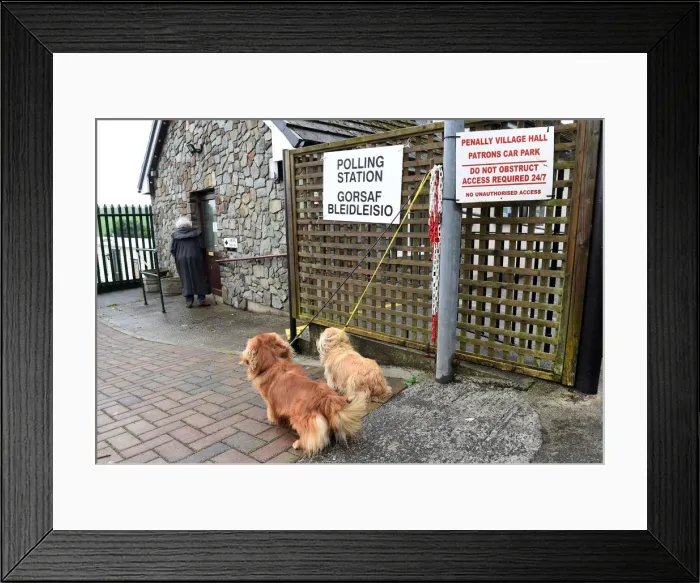 Framed Print : Dogs wait for their owner outside a polling station in Penally, Wales Framed Print : Dogs wait for their owner outside a polling station in Penally, Wales