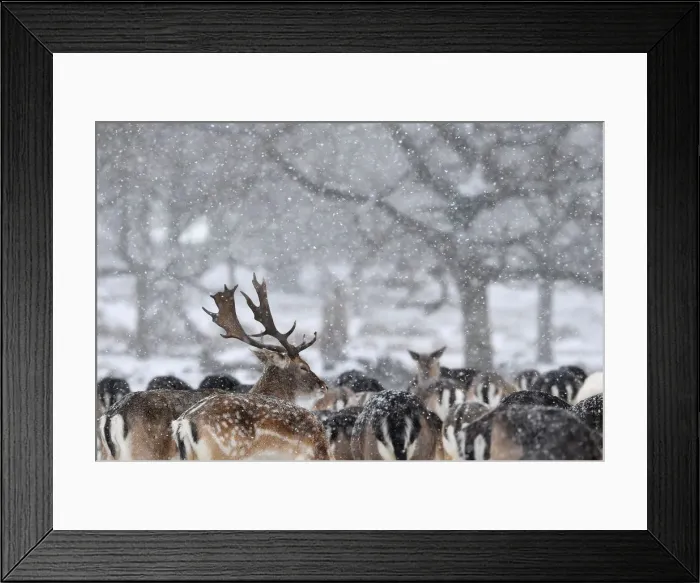 Framed Print : Deer huddle as snow falls in Richmond Park in London