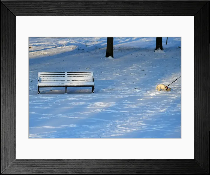 Framed Print : A dog walks through the snow on Clapham Common in London