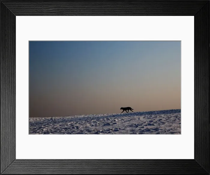 Framed Print : A dog enjoys a winter day on the hills around Vienna Framed Print : A dog enjoys a winter day on the hills around Vienna