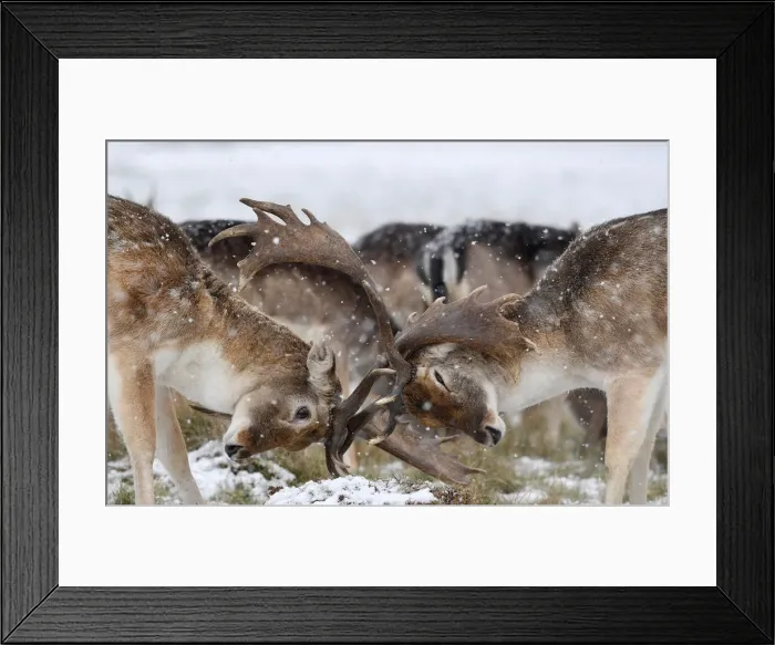 Framed Print : Deer clash antlers as snow falls in Richmond Park in London Framed Print : Deer clash antlers as snow falls in Richmond Park in London