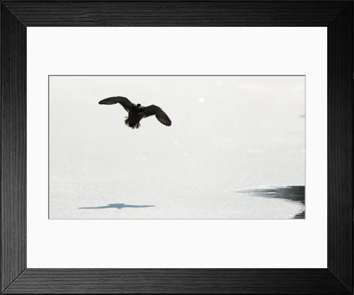 Framed Print : A duck flies over a frozen section of the Oxford Canal near Oxford Framed Print : A duck flies over a frozen section of the Oxford Canal near Oxford