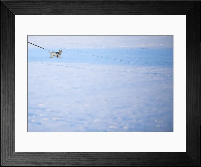 Framed Print : A dog walks in the snow on Clapham Common in London