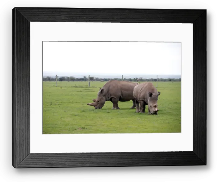 Framed Print : Najin and her daughter Patu, the last two northern white rhino females