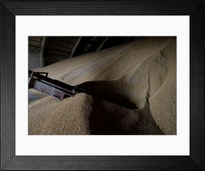 Framed Print : Corn imported from Brazil is stored at a warehouse in Tuxpan Framed Print : Corn imported from Brazil is stored at a warehouse in Tuxpan