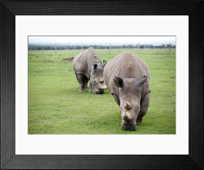Framed Print : Najin and her daughter Patu, the last two northern white rhino females Framed Print : Najin and her daughter Patu, the last two northern white rhino females