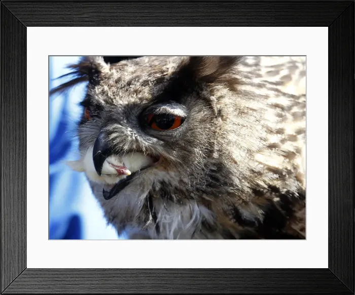 Framed Print : Owl eats dead poultry during falconers show in Berlin Framed Print : Owl eats dead poultry during falconers show in Berlin