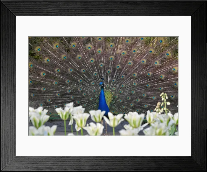 Framed Print : A peacock displays his plumage as part of a courtship ritual to attract a mate
