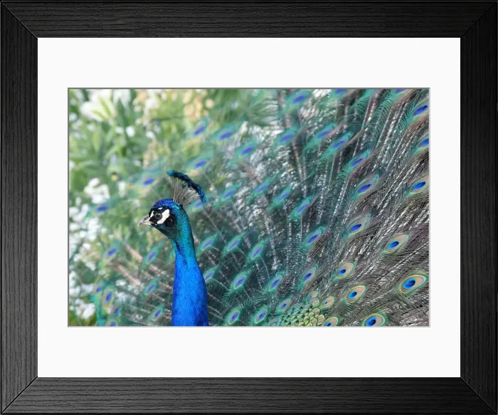 Framed Print : A peacock displays his plumage as part of a courtship ritual to attract a mate