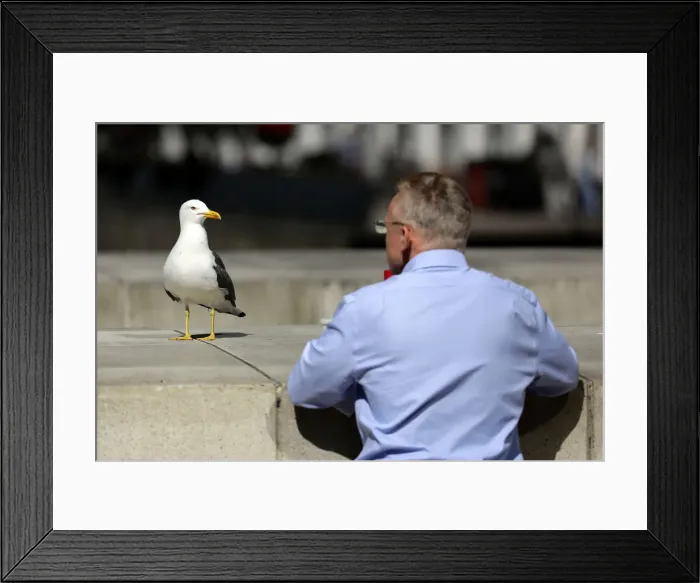 Framed Print : A seagull and a man look at each other on a warm spring day in London Framed Print : A seagull and a man look at each other on a warm spring day in London