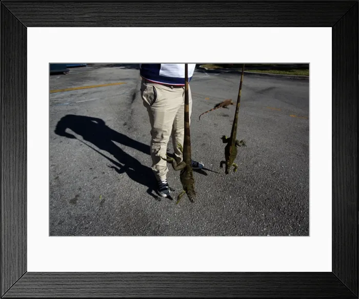 Framed Print : A man carries two cold stunned iguanas that were found near a local pond due to Framed Print : A man carries two cold stunned iguanas that were found near a local pond due to