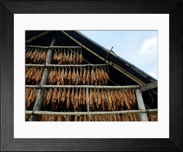 Framed Print : Tobacco leaves are seen in a curing barn at a tobacco plantation in Sucre