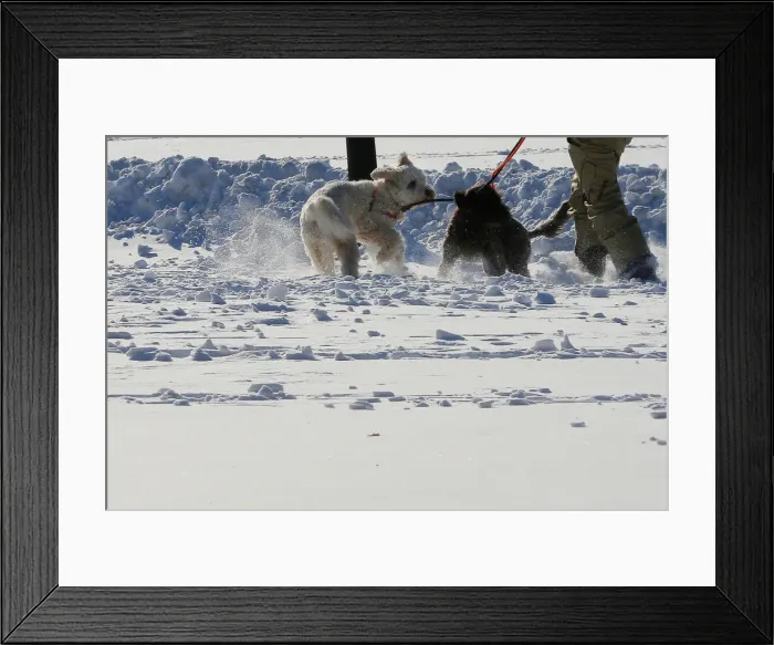 Framed Print : Dogs play in the snow on Boston Common following winter snow storm Grayson in Boston Framed Print : Dogs play in the snow on Boston Common following winter snow storm Grayson in Boston