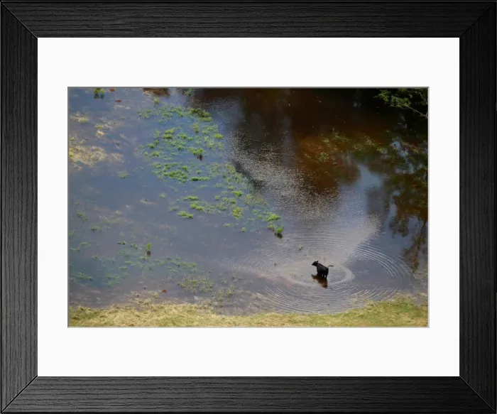 Framed Print : Cow wades in floodwater caused by Hurricane Florence near Fayetteville Framed Print : Cow wades in floodwater caused by Hurricane Florence near Fayetteville