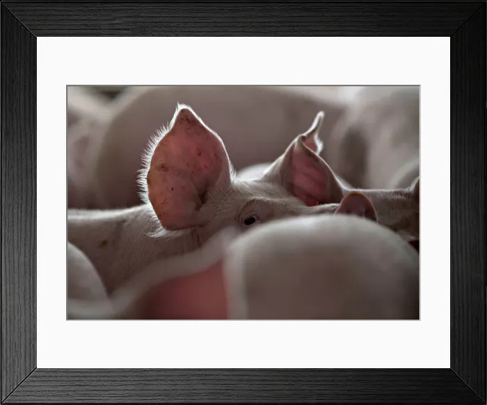 Framed Print : Pigs nearing market weight stand in a pen at Duncan Farms in Polo Framed Print : Pigs nearing market weight stand in a pen at Duncan Farms in Polo