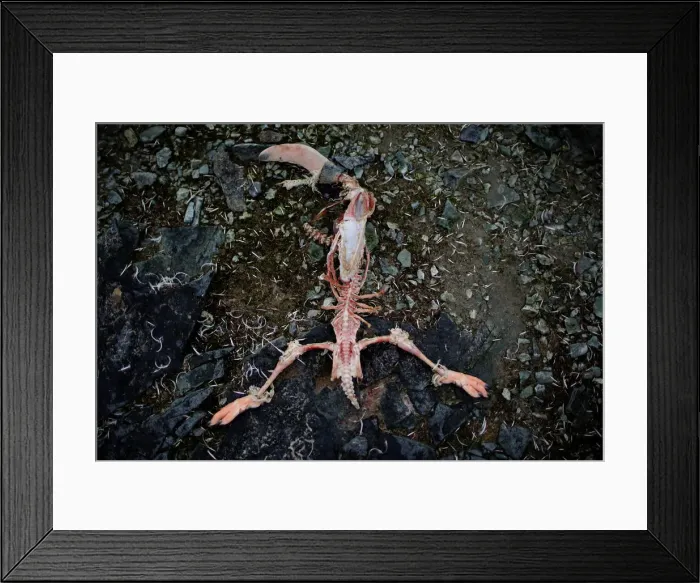 Framed Print : The Wider Image: Journey to Antarctica: seals, penguins and glacial beauty