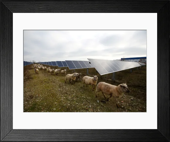 Framed Print : Sheep are herded at a photovoltaic power plant in Allonnes near Le Mans Framed Print : Sheep are herded at a photovoltaic power plant in Allonnes near Le Mans