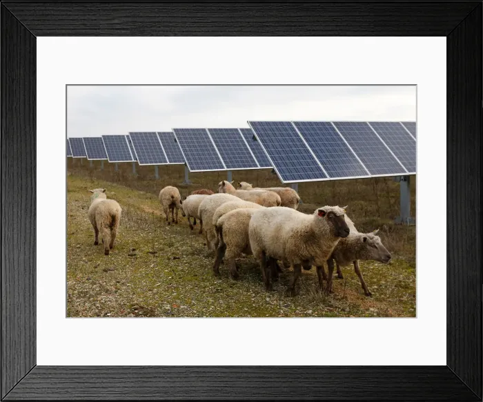 Framed Print : Sheep are herded at a photovoltaic power plant in Allonnes near Le Mans Framed Print : Sheep are herded at a photovoltaic power plant in Allonnes near Le Mans