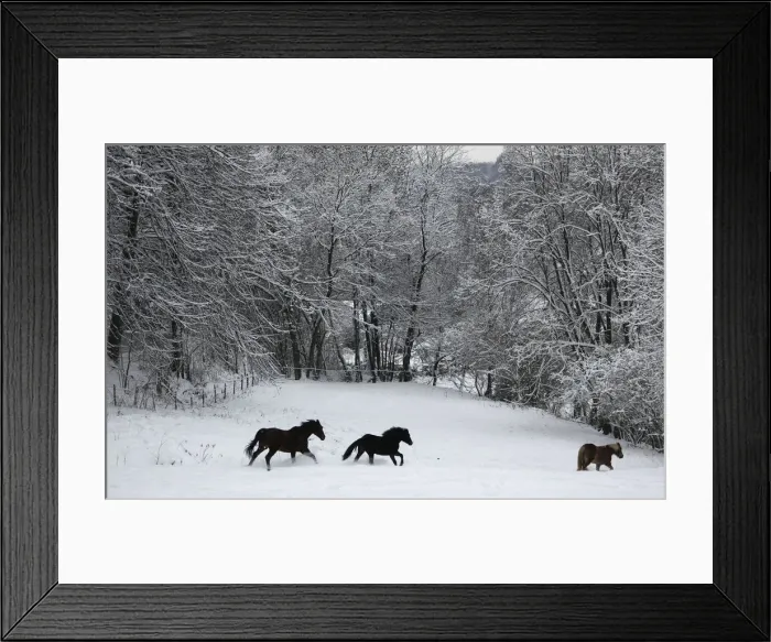 Framed Print : Horses run over snow covered field in Kaltenbach near Gummersbach Framed Print : Horses run over snow covered field in Kaltenbach near Gummersbach