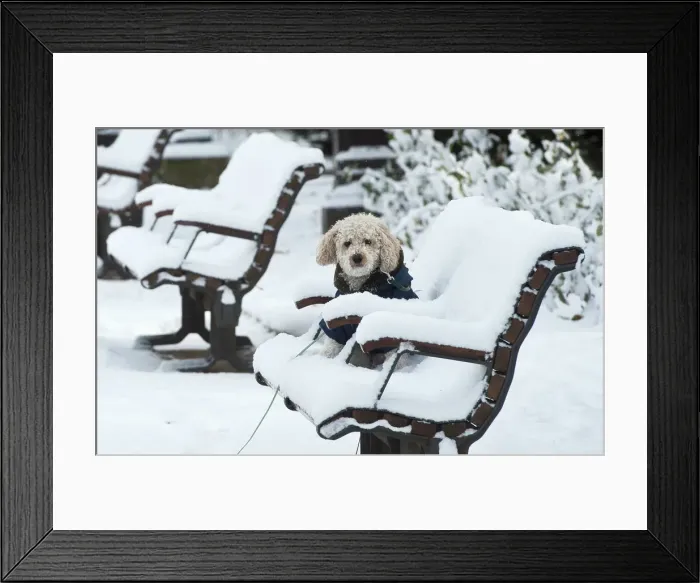 Framed Print : A dog waits in the snow in downtown Burgos