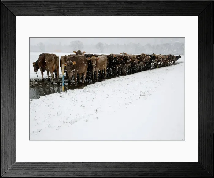Framed Print : Cows are seen during snowfalls near Landquart Framed Print : Cows are seen during snowfalls near Landquart
