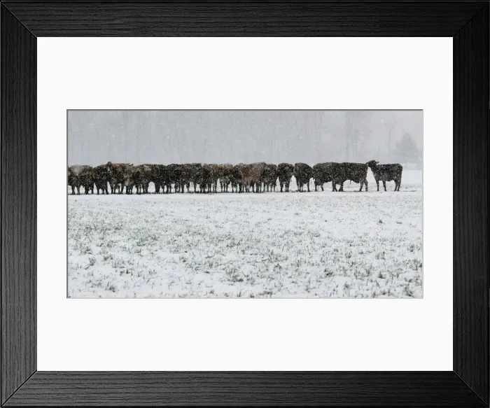 Framed Print : Cows are seen during snowfalls near Landquart Framed Print : Cows are seen during snowfalls near Landquart
