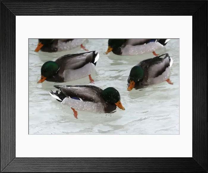Framed Print : Wild ducks swim in icy waters of the Yenisei River outside Krasnoyarsk Framed Print : Wild ducks swim in icy waters of the Yenisei River outside Krasnoyarsk