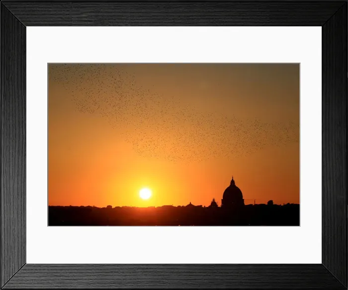 Framed Print : A flock of starlings fills the sunset over Rome Framed Print : A flock of starlings fills the sunset over Rome
