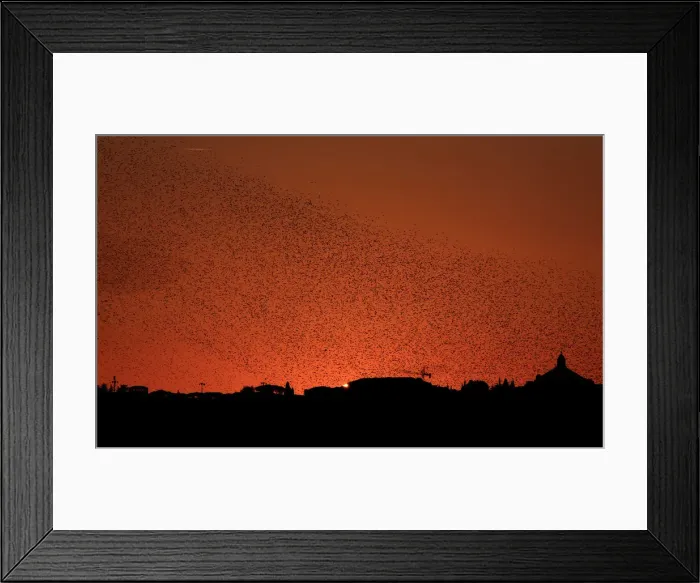 Framed Print : A flock of starlings fills the sunset over Rome Framed Print : A flock of starlings fills the sunset over Rome