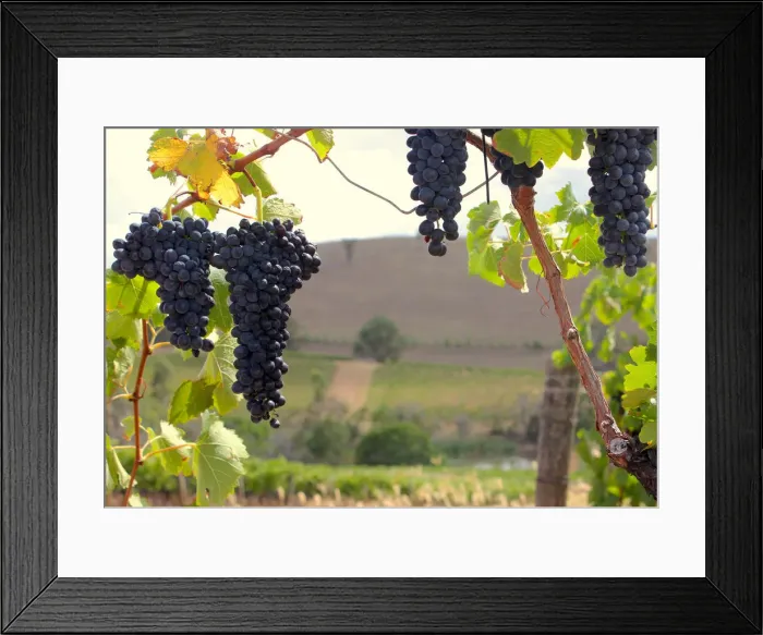 Framed Print : Vines can be seen in a paddock at Petersons Winery in the Hunter Valley Framed Print : Vines can be seen in a paddock at Petersons Winery in the Hunter Valley