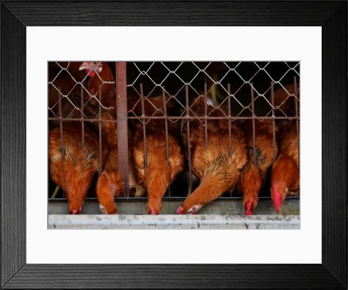 Framed Print : Chickens eat at a farm in Hanoi, Vietnam Framed Print : Chickens eat at a farm in Hanoi, Vietnam
