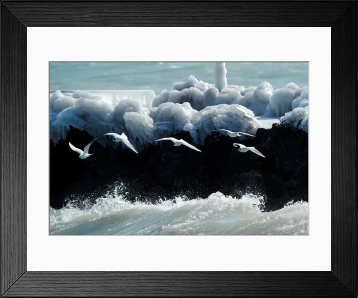 Framed Print : Gulls fly during a windy winter day near Lake Leman in Geneva