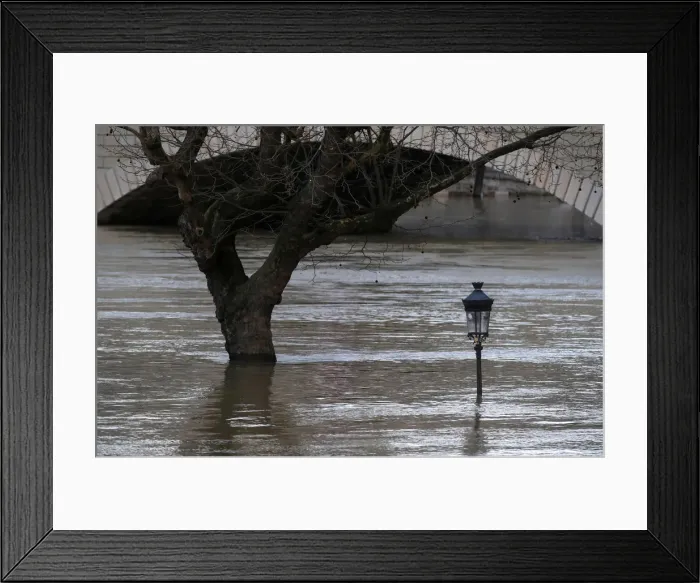 Framed Print : A street lamp and a tree are seen on the flooded banks of the River Seine in Paris Framed Print : A street lamp and a tree are seen on the flooded banks of the River Seine in Paris