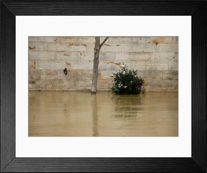 Framed Print : A Christmas tree next to a tree is seen on the flooded banks of the River Seine in Paris Framed Print : A Christmas tree next to a tree is seen on the flooded banks of the River Seine in Paris