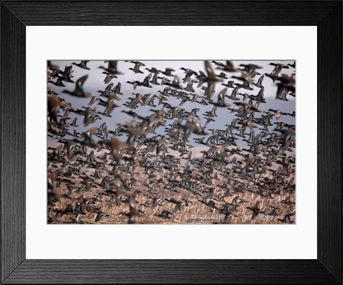 Framed Print : A flock of Common Teal fly across a wetland on a winter day on the outskirts of Srinagar Framed Print : A flock of Common Teal fly across a wetland on a winter day on the outskirts of Srinagar