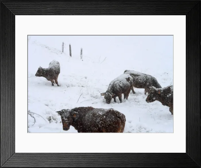 Framed Print : A herd of cows walk on the snow in Pajares