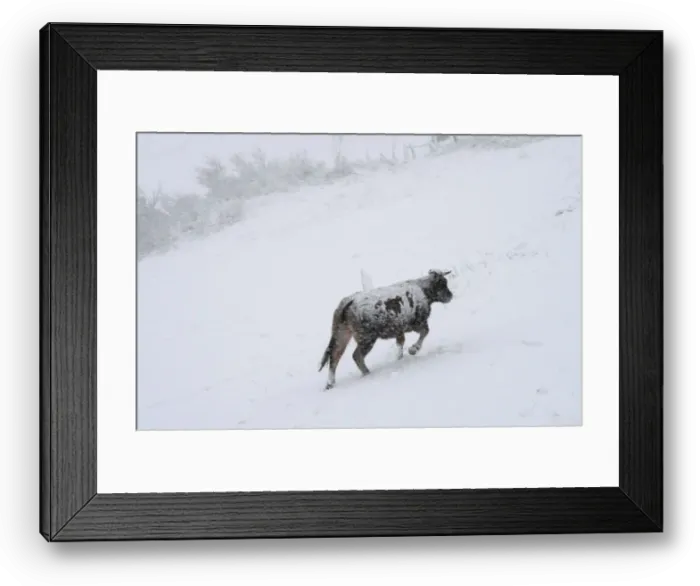 Framed Print : A cow walks during snow blizzard in Pajares Framed Print : A cow walks during snow blizzard in Pajares