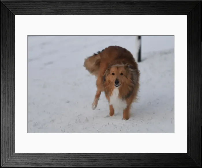 Framed Print : Sonny the collie dog runs through snow in Hillsborough Framed Print : Sonny the collie dog runs through snow in Hillsborough