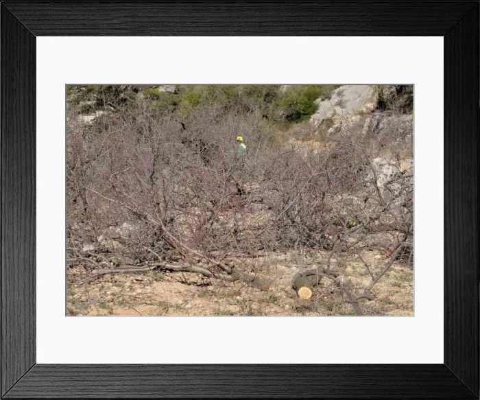 Framed Print : A worker cuts down almond trees in a quarantine area around a tree infected with Framed Print : A worker cuts down almond trees in a quarantine area around a tree infected with