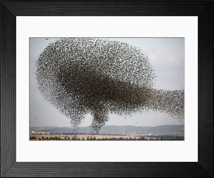 Framed Print : A murmuration of migrating starlings is seen across the sky near the village of Beit Kama