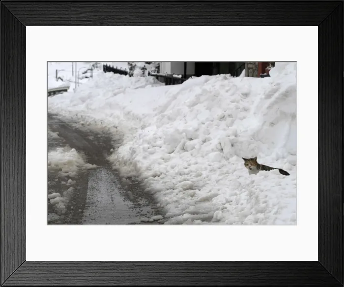 Framed Print : A cat is seen on the edge of the N-634 road going through the centre in the village of Framed Print : A cat is seen on the edge of the N-634 road going through the centre in the village of