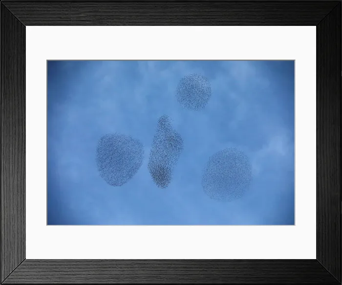 Framed Print : A murmuration of migrating starlings is seen across the sky near the city of Rahat Framed Print : A murmuration of migrating starlings is seen across the sky near the city of Rahat